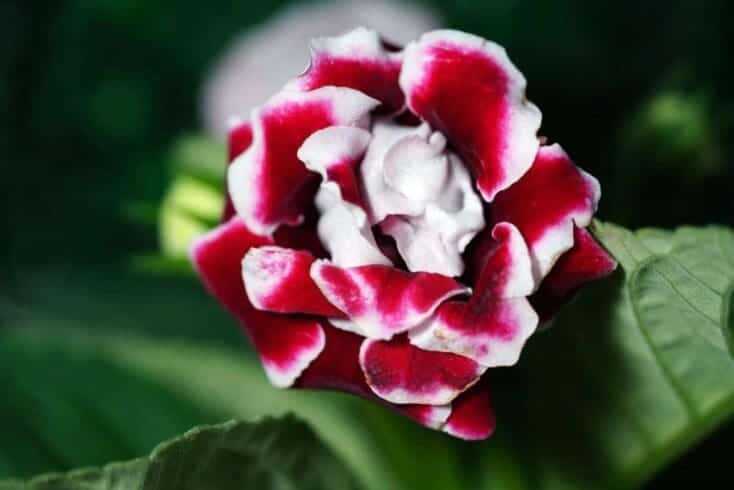 Indoor Flowering Plants: 12 Best Blooming Houseplants To Enhance Your Home Decor 19 gloxinia