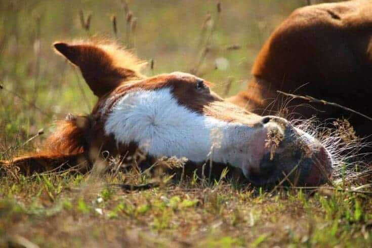 How Do Horses Sleep: 11 Interesting Facts About The Sleeping Routine Of Horses 10 how do horses sleep