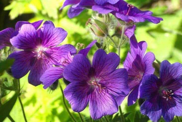 Indoor Flowering Plants: 12 Best Blooming Houseplants To Enhance Your Home Decor 13 geranium