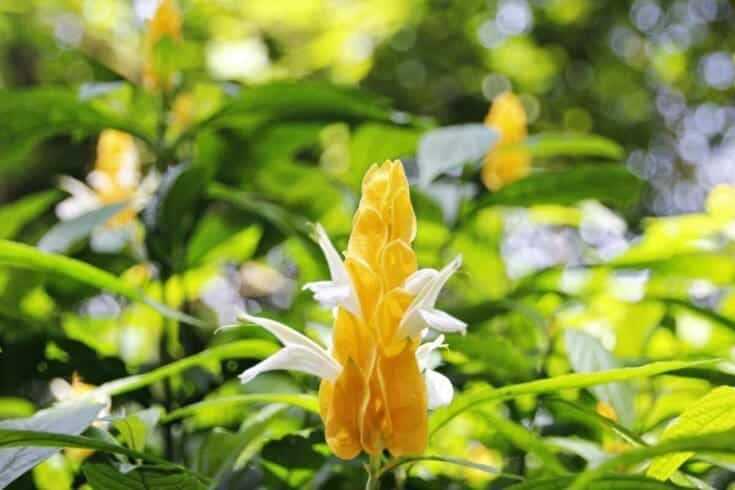 Indoor Flowering Plants: 12 Best Blooming Houseplants To Enhance Your Home Decor 20 Shrimp flower plant