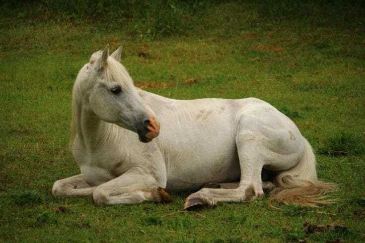 How Do Horses Sleep: 11 Interesting Facts About The Sleeping Routine Of Horses 12 how do horses sleep