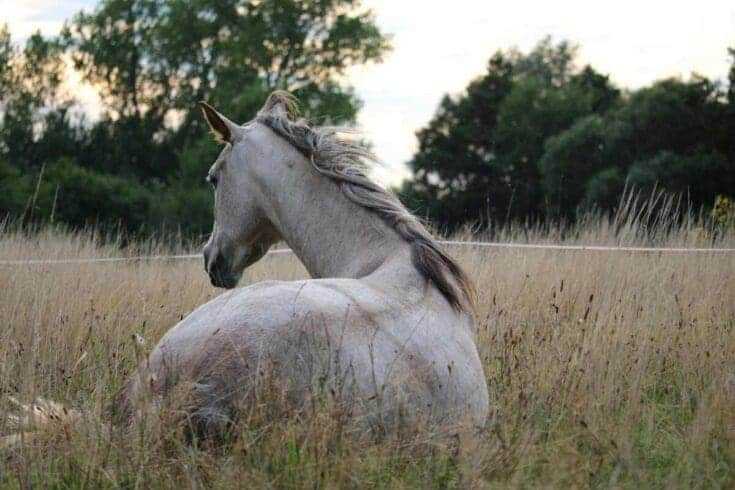 How Do Horses Sleep: 11 Interesting Facts About The Sleeping Routine Of Horses 8 how do horses sleep