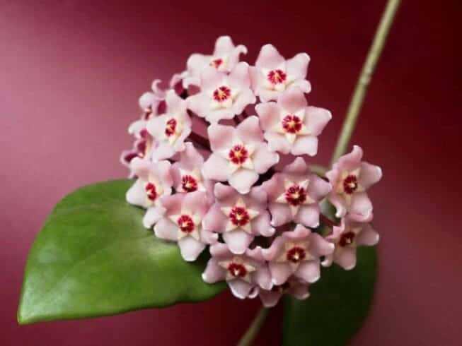 Indoor Flowering Plants: 12 Best Blooming Houseplants To Enhance Your Home Decor 11 Hoyas or wax plants