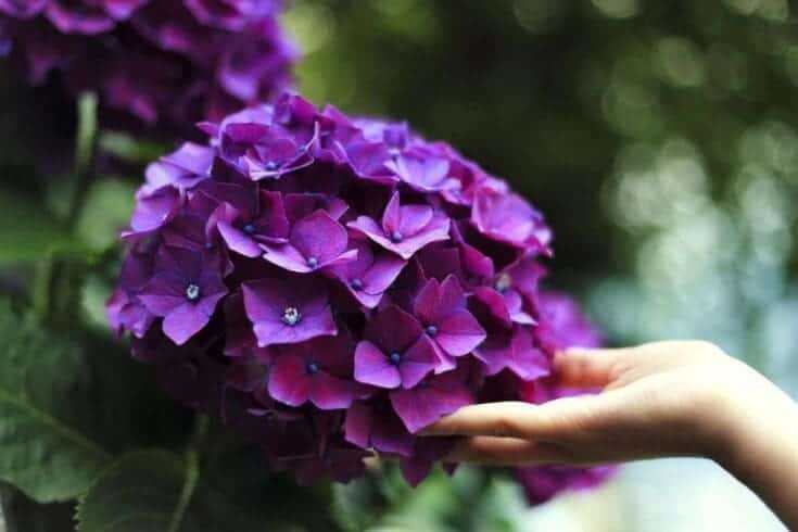 Indoor Flowering Plants: 12 Best Blooming Houseplants To Enhance Your Home Decor 18 hydrangeas