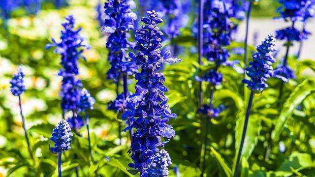 What Are the Birth Month Flowers: 12 Beautiful Flowers for Every Month 19 Larkspur