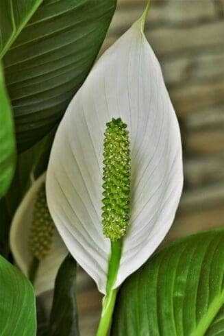 Indoor Flowering Plants: 12 Best Blooming Houseplants To Enhance Your Home Decor 10 Peace Lily