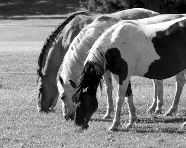 How Do Horses Sleep: 11 Interesting Facts About The Sleeping Routine Of Horses 9 how do horses sleep