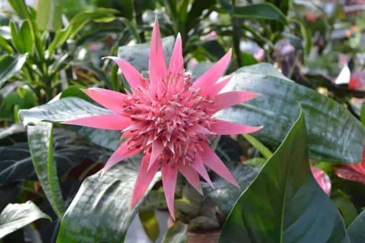 Indoor Flowering Plants: 12 Best Blooming Houseplants To Enhance Your Home Decor 21 silver vase plant