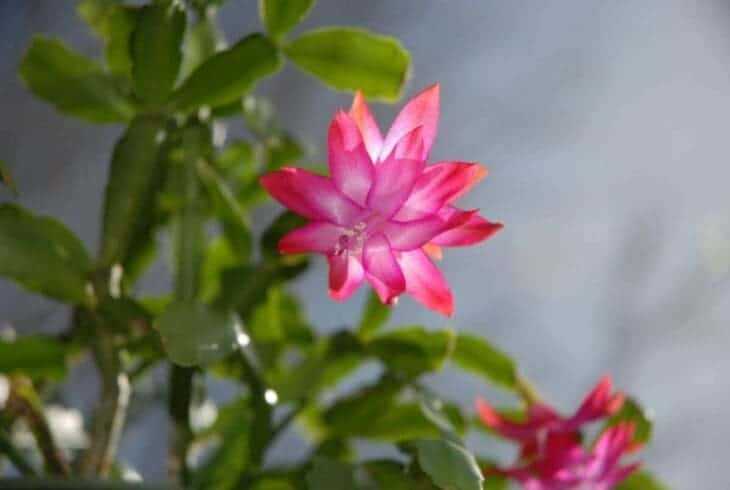 Indoor Flowering Plants: 12 Best Blooming Houseplants To Enhance Your Home Decor 16 christmas cactus