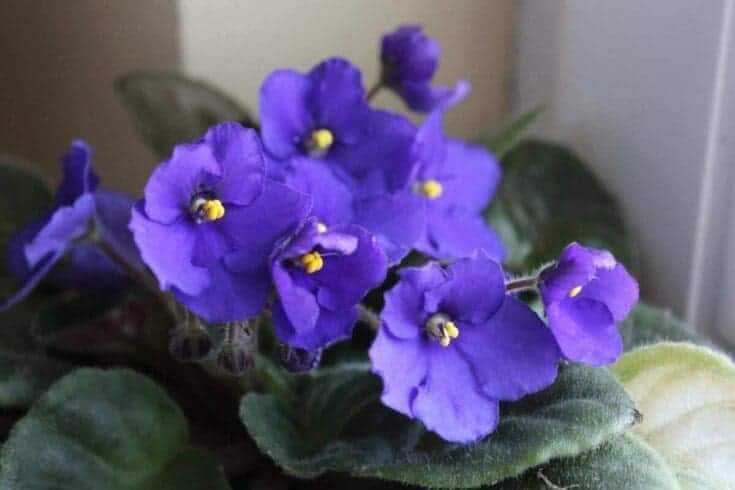 Indoor Flowering Plants: 12 Best Blooming Houseplants To Enhance Your Home Decor 14 African violet