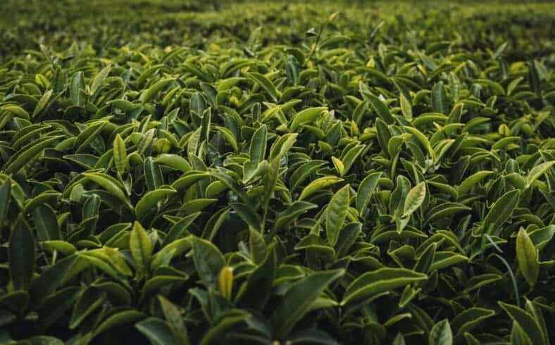 What Country Did Tea Originate From: Amazing Flavors Of Different Countries 12 tea plantation