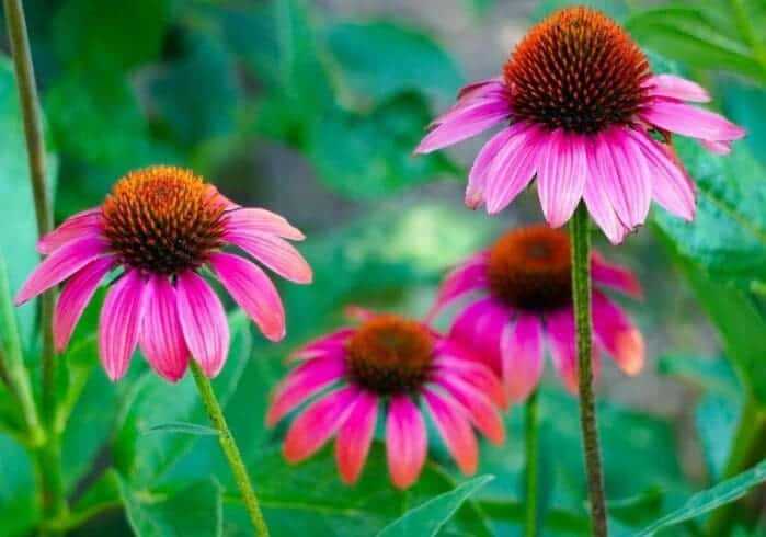 What Is a Natural Antibiotic:10 Best Natural Antibiotics to Try Today at Home 13 Echinacea