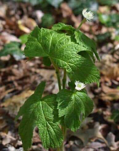 What Is a Natural Antibiotic:10 Best Natural Antibiotics to Try Today at Home 15 golden seal