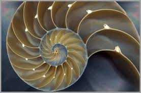 4 Mind-blowing Ways of Math in Nature 14 golden ratio