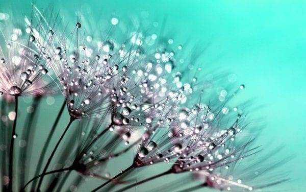 seed seed