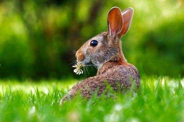 easter 2019 easter 2019