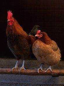 Chicken Hypnotism - All You Need is a Line! 9 Chicken Hypnotism - All You Need is a Line! 4