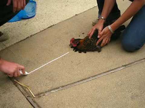 Chicken Hypnotism - All You Need is a Line! 13 Image result for chicken hypnotism