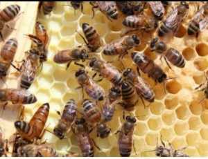 The Intriguing World Of Honey Bees 9 The Intriguing World Of Honey Bees 4