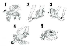 Chicken Hypnotism - All You Need is a Line! 10 Chicken Hypnotism - All You Need is a Line! 5