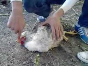 Chicken Hypnotism - All You Need is a Line! 11 Chicken Hypnotism - All You Need is a Line! 6