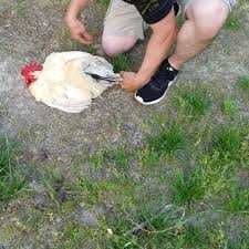 Chicken Hypnotism - All You Need is a Line! 14 Chicken Hypnotism - All You Need is a Line! 8