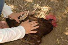Chicken Hypnotism - All You Need is a Line! 12 Chicken Hypnotism - All You Need is a Line! 7