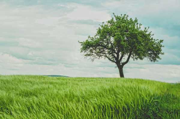prune tree prune tree