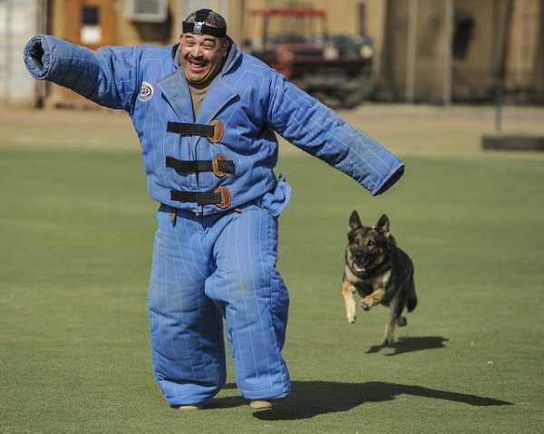 dog attack dog attack