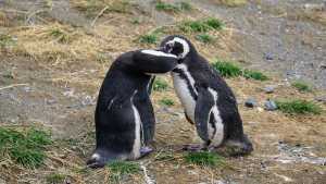 Do Penguins Mate for Life? Penguin Love Explained 1 courting