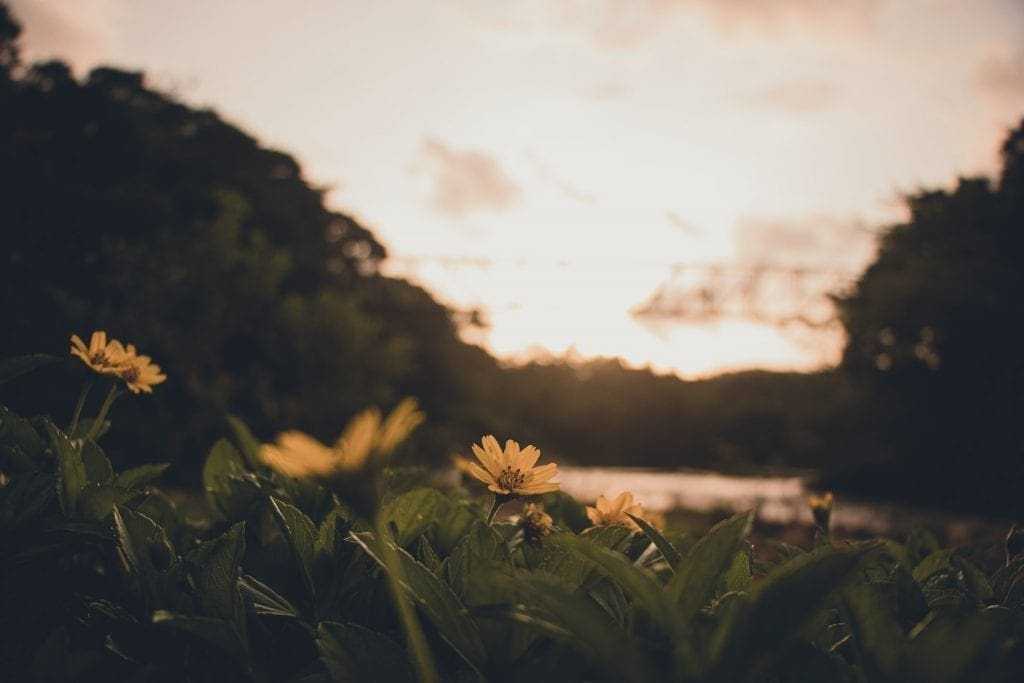 Top 15 Mesmerizing Hill Places in Kerala! 18 Trivandrum, Kerala
