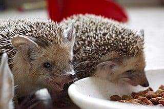 15 Most Expensive Pets to Take Care of! 20 most expensive pets to take care of