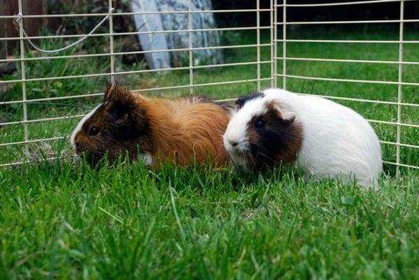 15 Most Expensive Pets to Take Care of! 13 most expensive pets to take care of