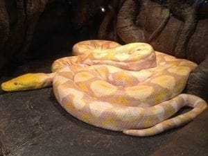 15 Most Expensive Pets to Take Care of! 15 most expensive pets to take care of