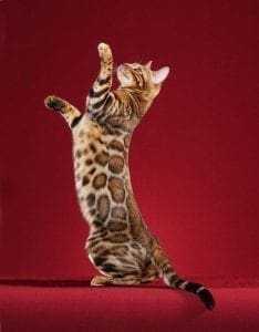 15 Most Expensive Pets to Take Care of! 9 most expensive pets to take care of