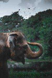 Top 50 Most Interesting Facts About Anything! 11 Elephant