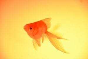 Top 50 Most Interesting Facts About Anything! 14 Goldfish