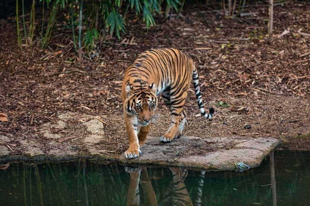 Top 5 Tourist Places in West Bengal in Winter 9 Bengal Tiger