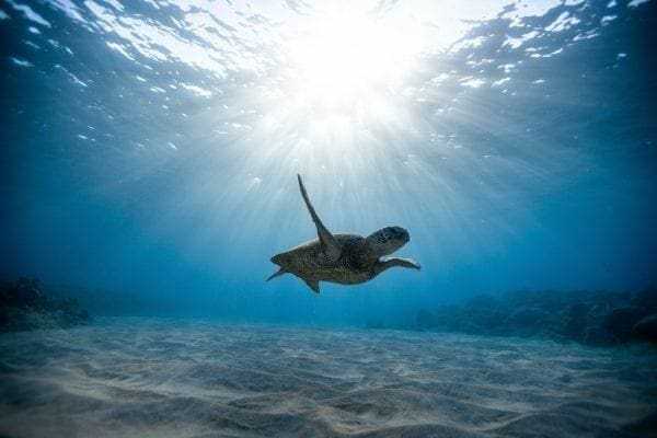 5 Incredible Books About Blue Planet You Should Read 10 5 Incredible Books About Blue Planet You Should Read 4
