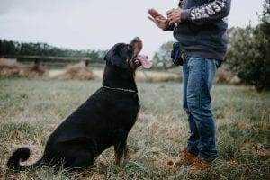 18 Incredible Dog Training Tips 15 Ways to train your dog.