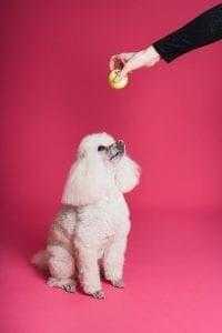 18 Incredible Dog Training Tips 16 Train your dog with ease.