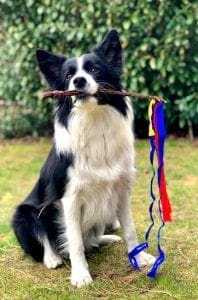 18 Incredible Dog Training Tips 10 Dogs love to play games.