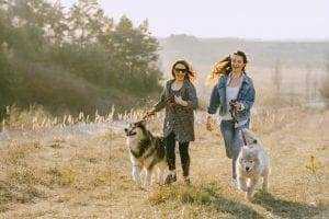 18 Incredible Dog Training Tips 9 How to train your dog.