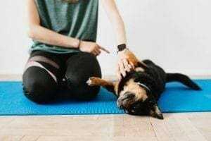 18 Incredible Dog Training Tips 17 This is how you can teach your dog to roll over.