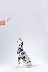 18 Incredible Dog Training Tips 11 Always treat your dog with love and care.