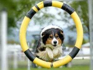 18 Incredible Dog Training Tips 18 Tricks performed by dogs