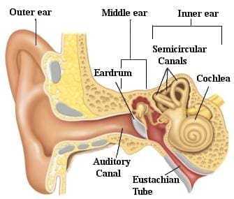 Crackling in Ear: Useful Remedies to Treat It 9 crackling in ear