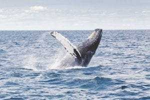 Minke Whale: 13 Awesome Facts 10 Minke Whale