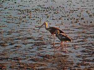 St Simons Island: 5 Captivating Details for Your Next Holiday 17 St Simons Island: 5 Captivating Details for Your Next Holiday 10