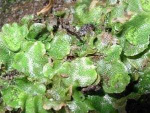 Top 20 Fun Facts About Argentina 6 Liverwort